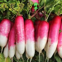 半夏萝卜种子农家菜园大田春夏秋四季种植果蔬籽非转基因