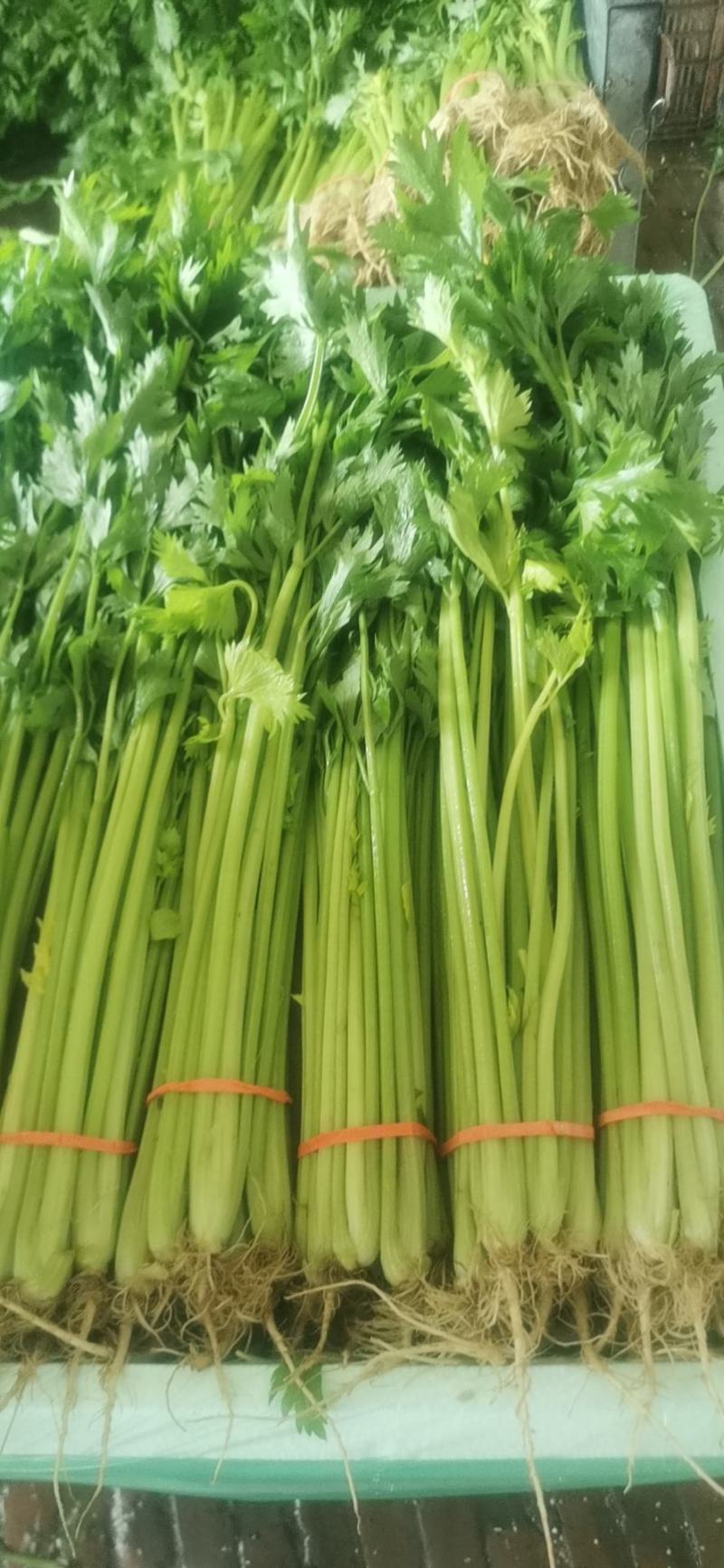 聊城精品芹菜大量上市