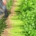 聊城精品芹菜大量上市