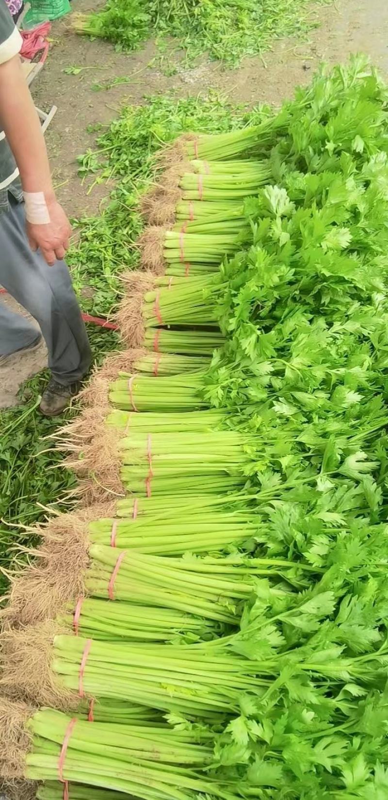 聊城精品芹菜大量上市