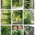 聊城精品芹菜大量上市