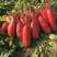 四季红萝卜种子早春红萝卜红皮白肉红萝卜种孑新双红萝卜种籽
