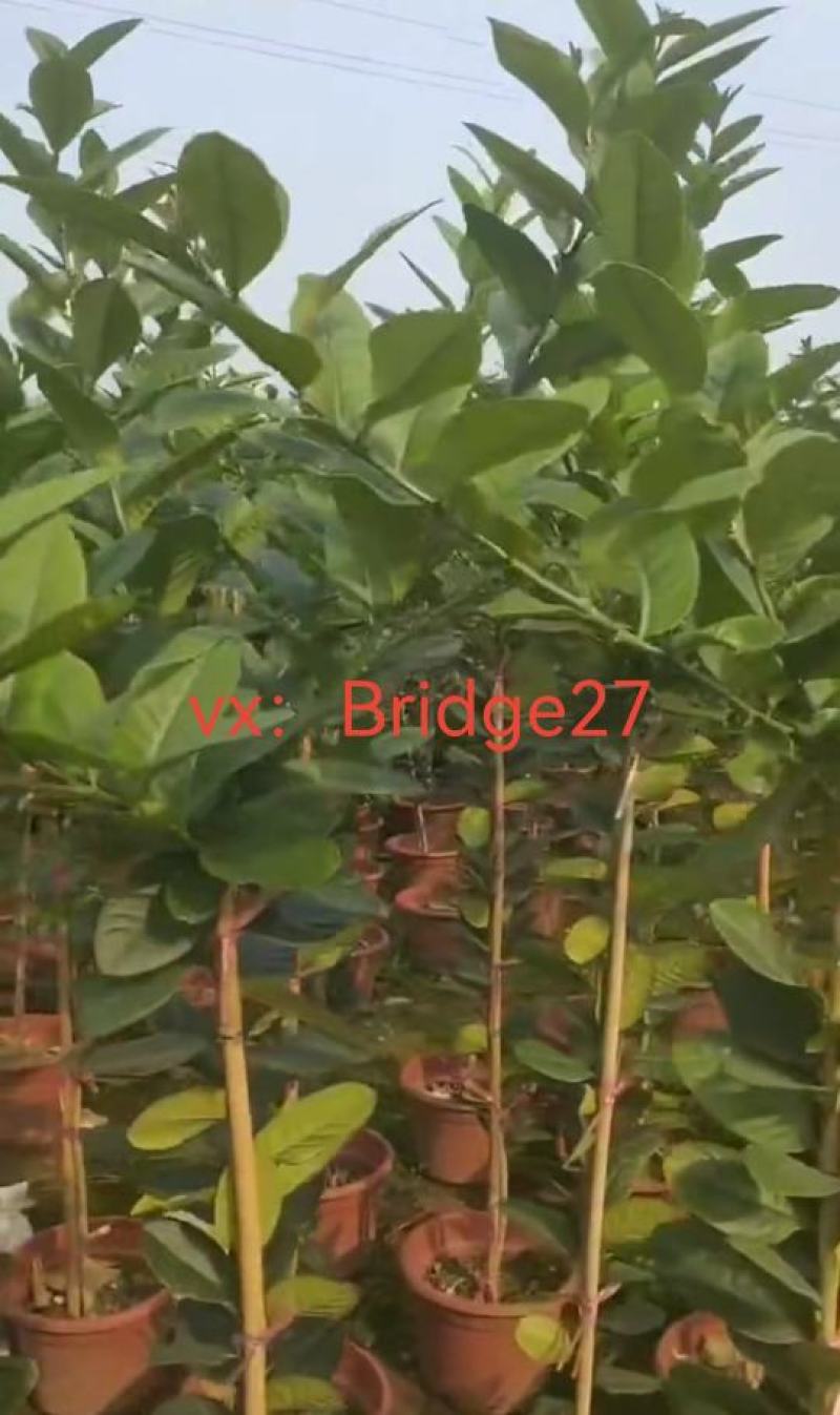 广东无籽香水柠檬苗