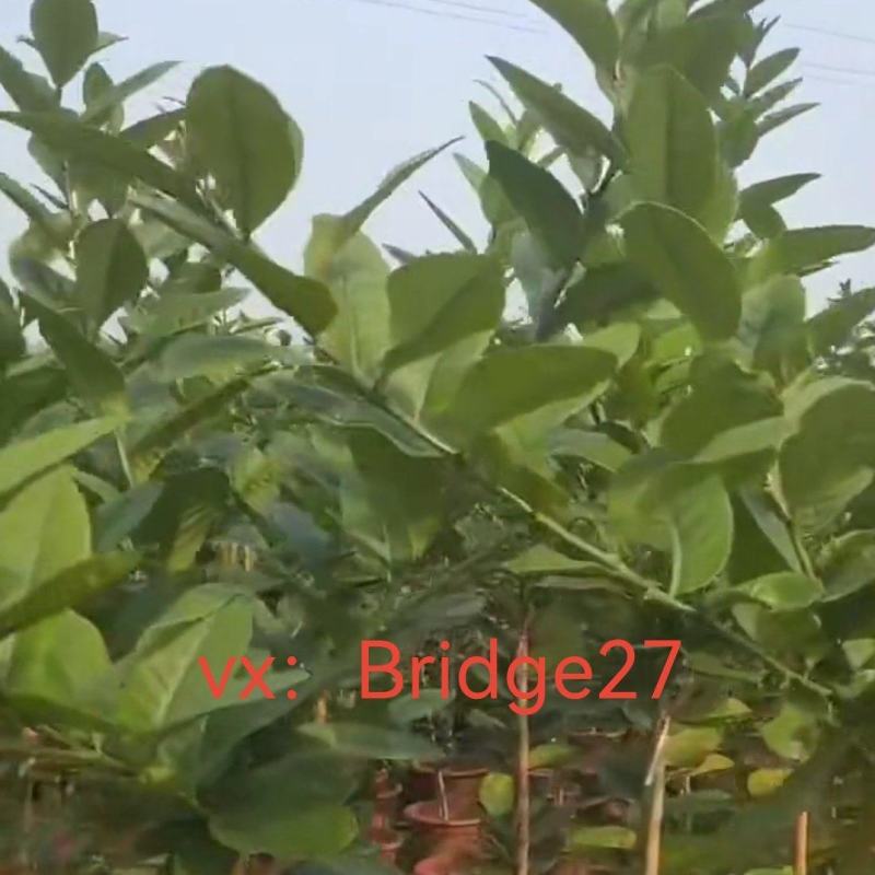 广东无籽香水柠檬苗