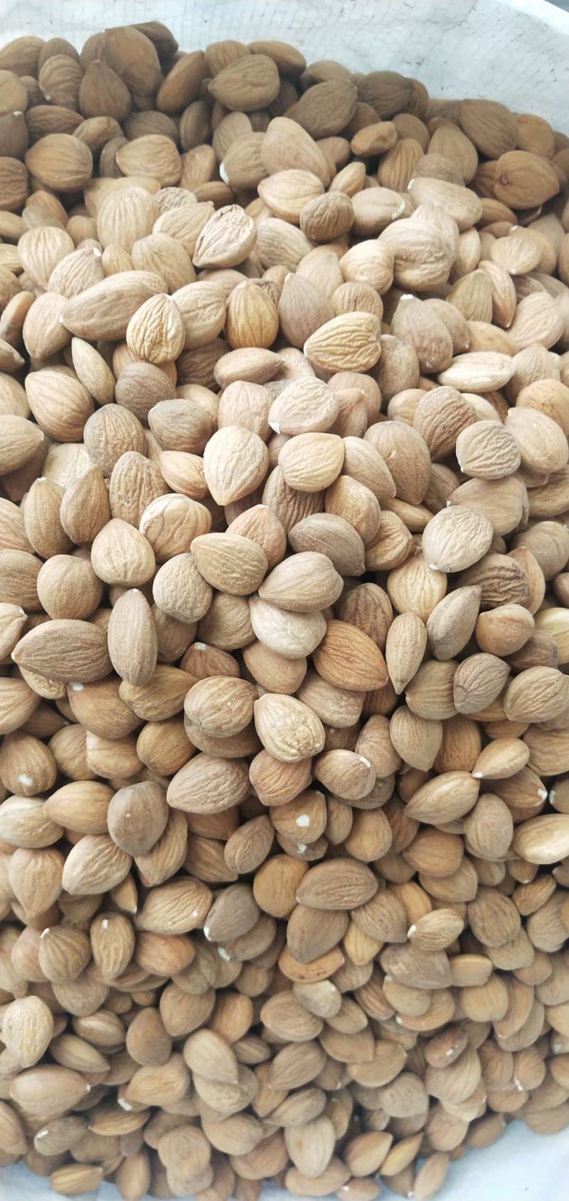 苦杏仁实体百万销量大颗粒新货颜色饱满
