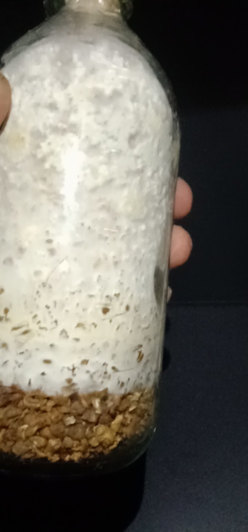 食用菌平菇菌种，种植包
