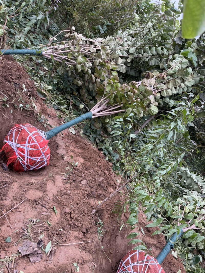 低杆巨紫荆，7-12公分，有需要老板联系