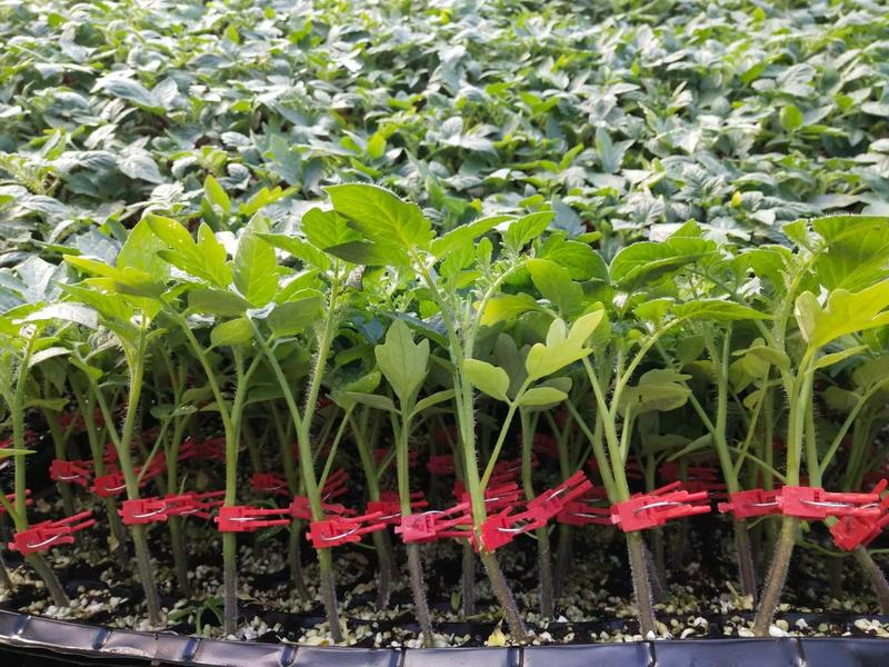 寿光蔬菜种苗嫁接大红果西红柿苗产量高抗病毒大棚基地栽培