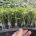 寿光蔬菜种苗嫁接大红果西红柿苗产量高抗病毒大棚基地栽培