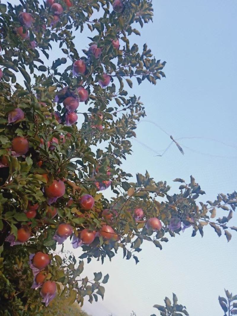 临朐红富士苹果大量上市了