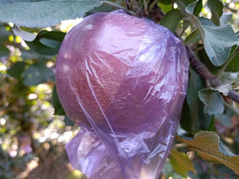 临朐红富士苹果大量上市了