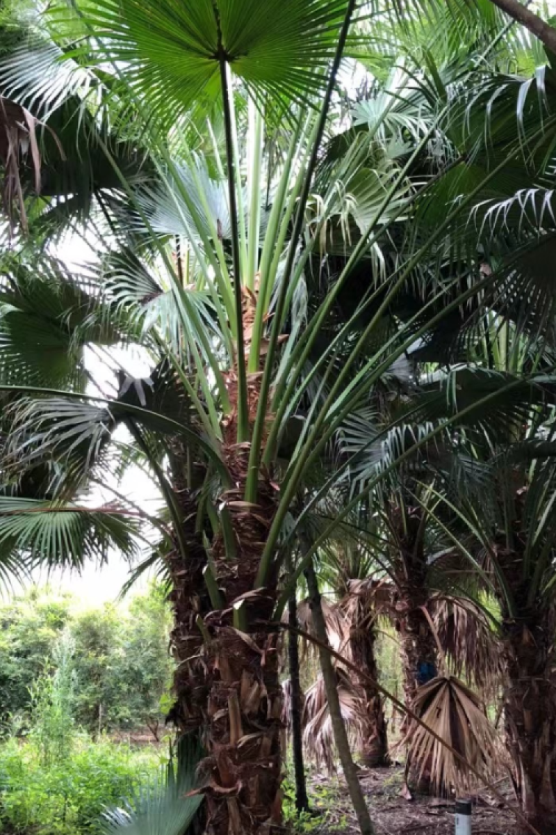 蒲葵苗【蒲葵又叫蒲扇树，用于绿化和做蒲扇用的】