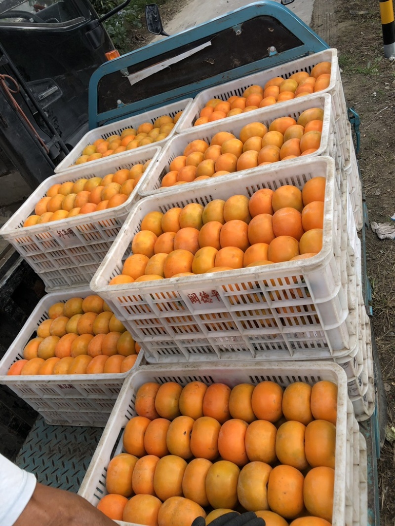精品奶油上市，诚信经营，合作共赢