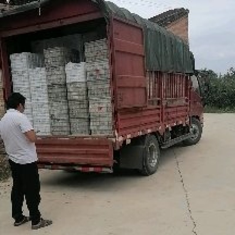 【实力商家】陕西咸阳大量酥梨已上市，大量上货，欢迎采购