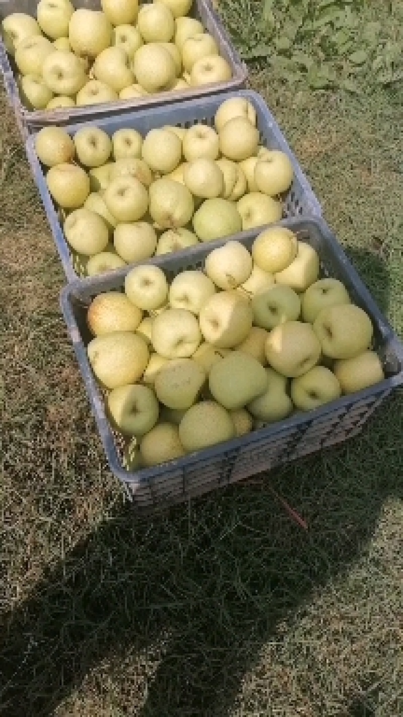 【实力商家】陕西咸阳大量酥梨已上市，大量上货，欢迎采购