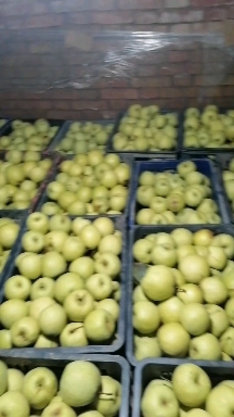 【实力商家】陕西咸阳大量酥梨已上市，大量上货，欢迎采购