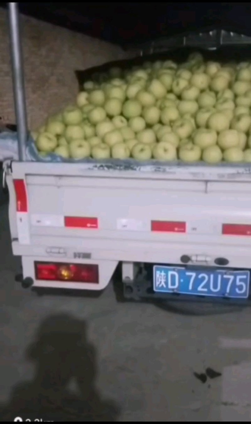 【实力商家】陕西咸阳大量酥梨已上市，大量上货，欢迎采购
