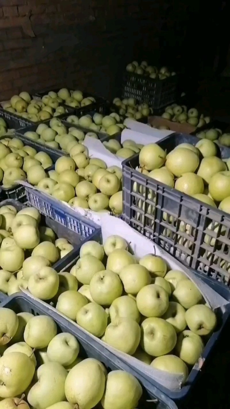【实力商家】陕西咸阳大量酥梨已上市，大量上货，欢迎采购