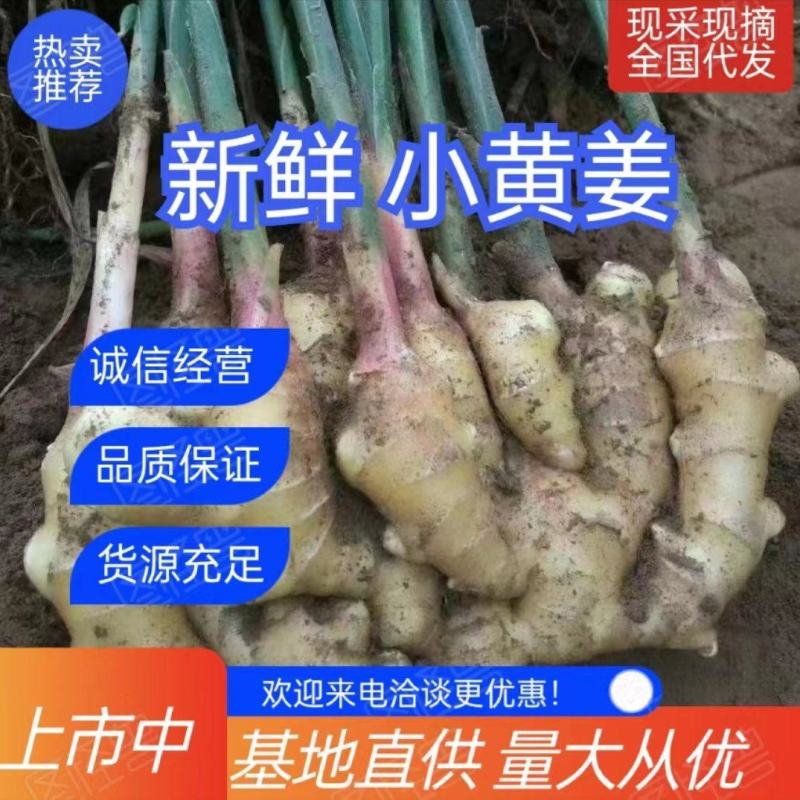 鲜姜批发鲜姜大量供应《代收代存》入库洗姜农户一手货源