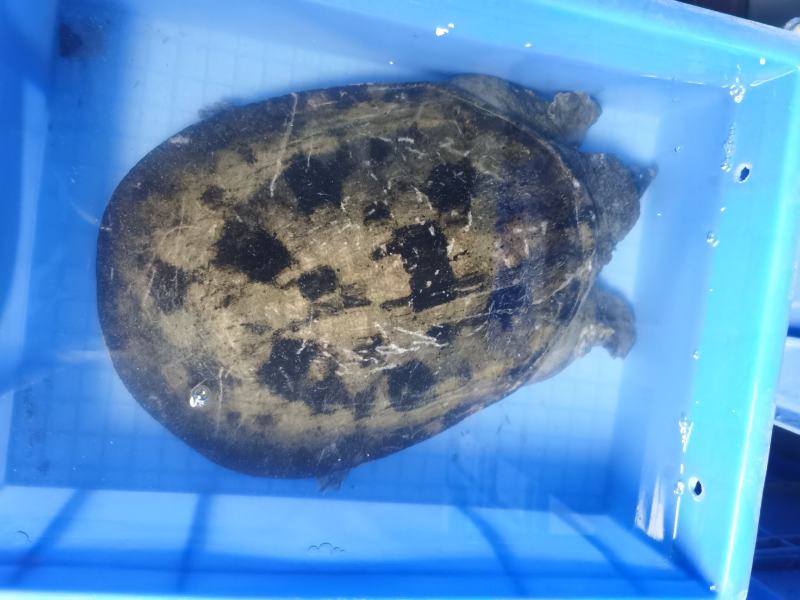 黄沙鳖十年鱼