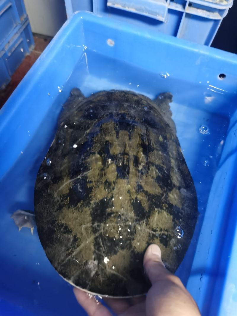 黄沙鳖十年鱼