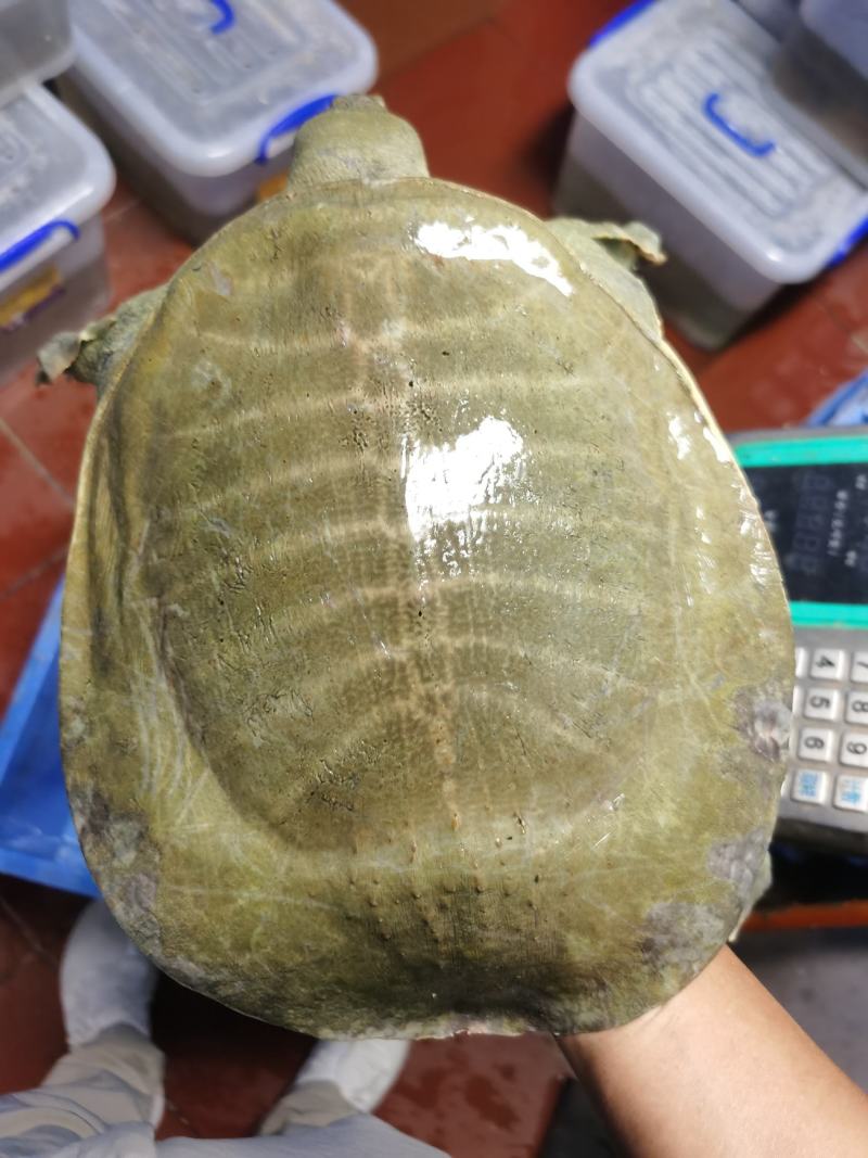 黄沙鳖十年鱼