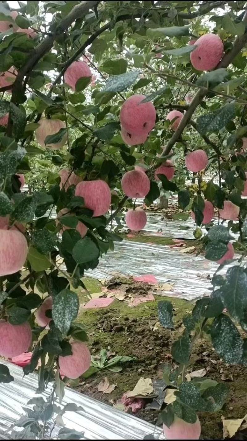 陕西洛川晚熟富士苹果大量上市，颜色艳丽
