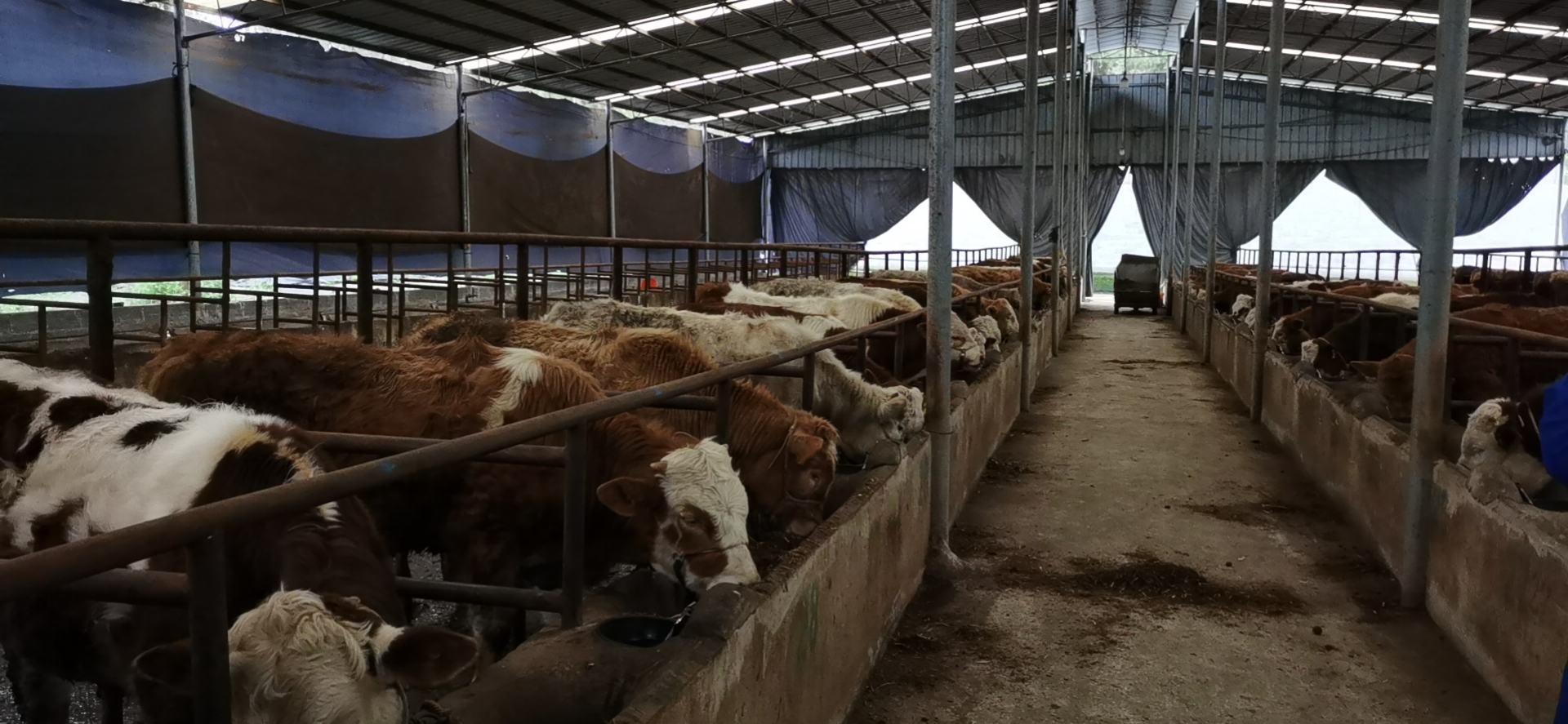 一群健康强壮的西门塔尔育肥牛在宽敞明亮的现代化牛舍中通过TMR饲喂车进行集中采食,牛只体况良好,毛色光亮,背景可见自动饮水槽和通风系统 西门塔尔育肥牛群在现代化牛舍中采食