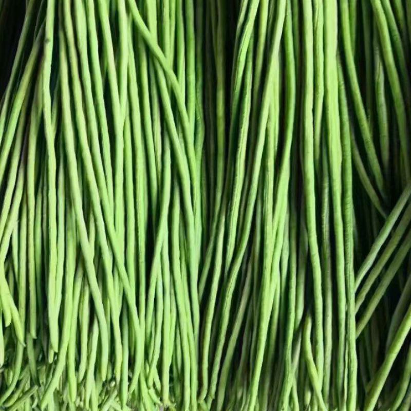 云南长豆角，孟定新苗绿条，粗细均匀，无虫眼，60公分起。