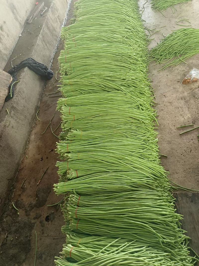 云南长豆角，孟定新苗绿条，粗细均匀，无虫眼，60公分起。