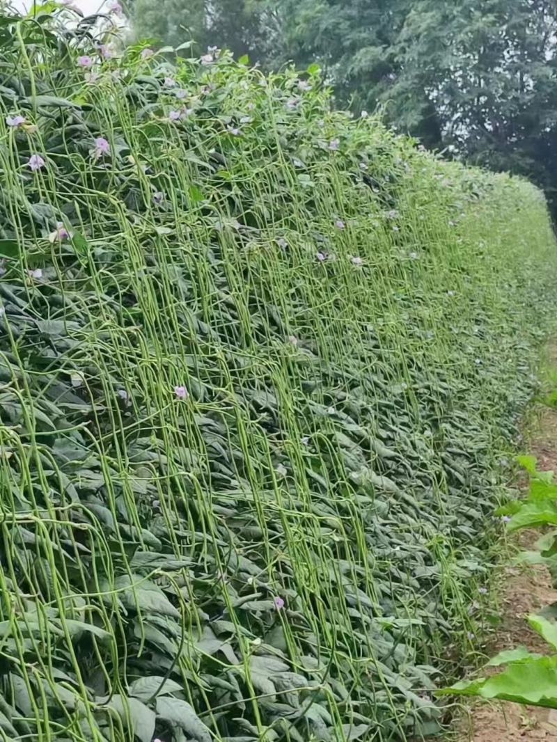 云南长豆角，孟定新苗绿条，粗细均匀，无虫眼，60公分起。