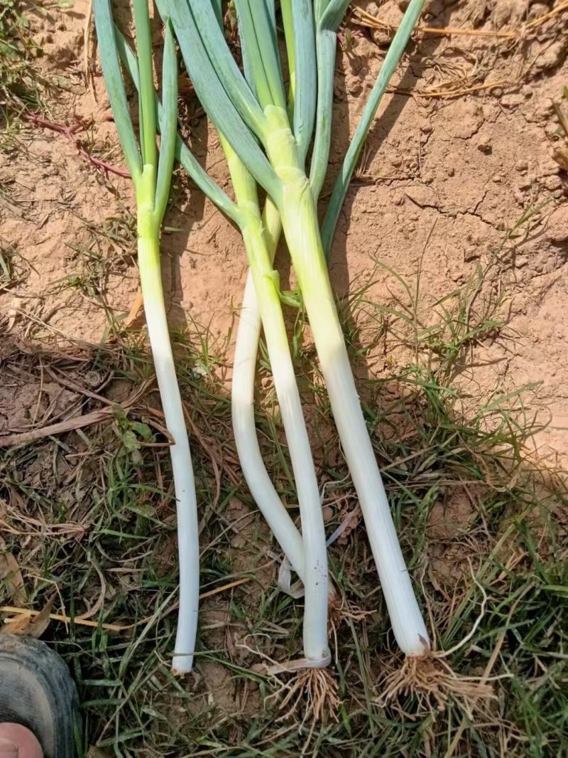 长白大葱，铁杆大葱，需要的可以联系啊，大量有货产地直供