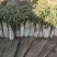 山东省泗水县长白大葱葱白长净菜上车可打捆无伤不老视频实地看货