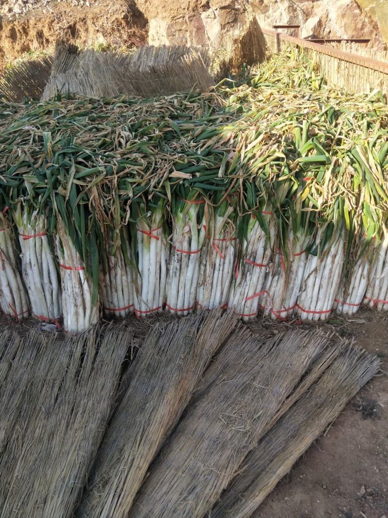山东省泗水县长白大葱葱白长净菜上车可打捆无伤不老视频实地看货