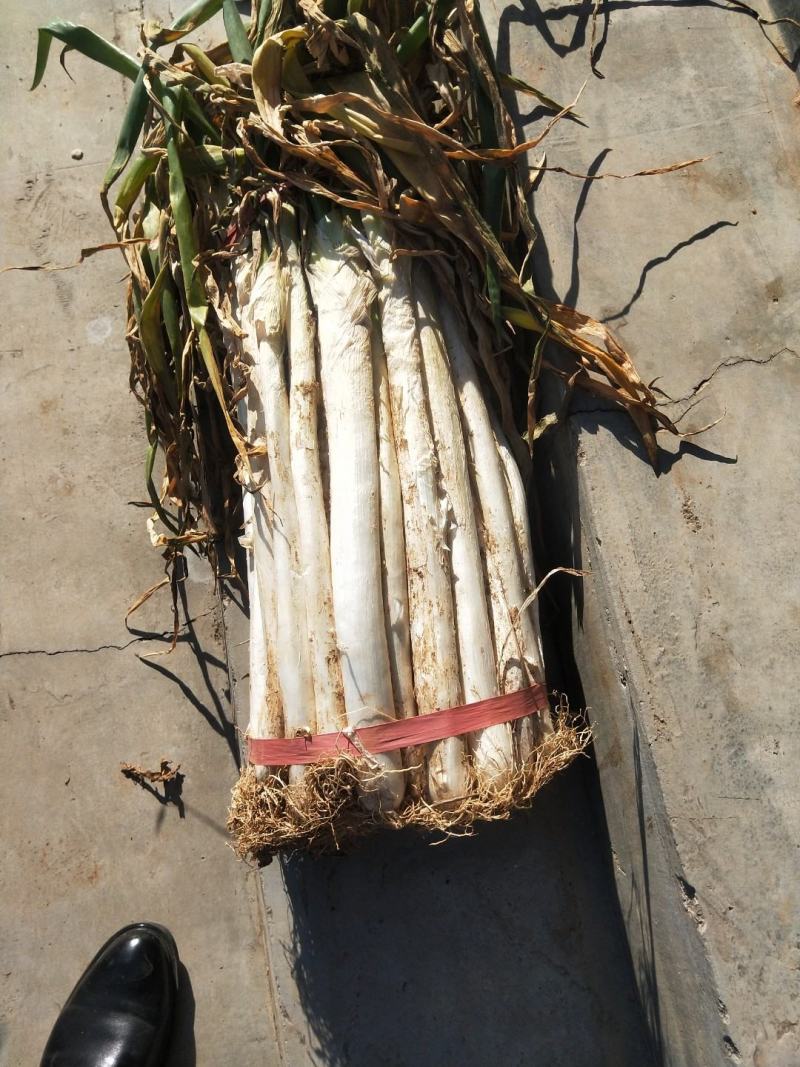 山东省泗水县长白大葱葱白长净菜上车可打捆无伤不老视频实地看货