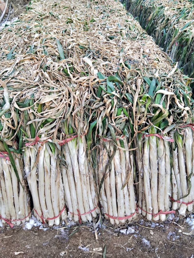 山东省泗水县长白大葱葱白长净菜上车可打捆无伤不老视频实地看货