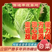 精品黄心白菜大量供应，无黑根无虫眼，质量优价格便宜