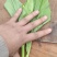 【精选】四川白菜苔新鲜上市量大质优欢迎选购