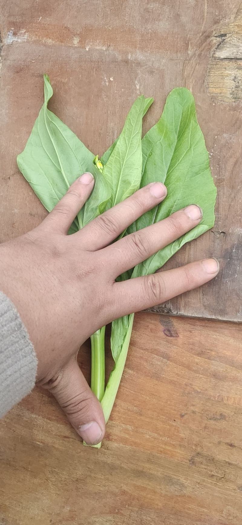 【精选】四川白菜苔新鲜上市量大质优欢迎选购
