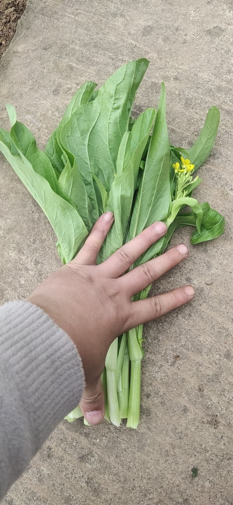 【精选】四川白菜苔新鲜上市量大质优欢迎选购