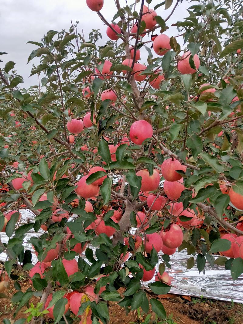 【精品】辽宁绥中寒富苹果大量有货产地直发价格美丽