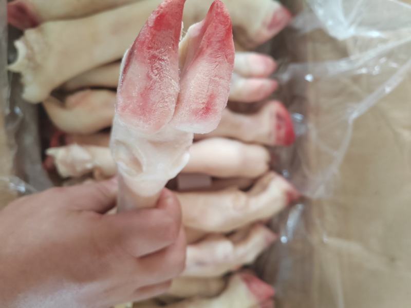 内蒙古羊蹄【羊蹄】高原养殖品质保证，货源充足！
