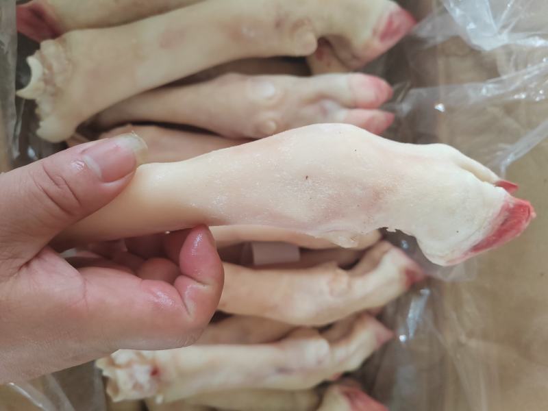 内蒙古羊蹄【羊蹄】高原养殖品质保证，货源充足！