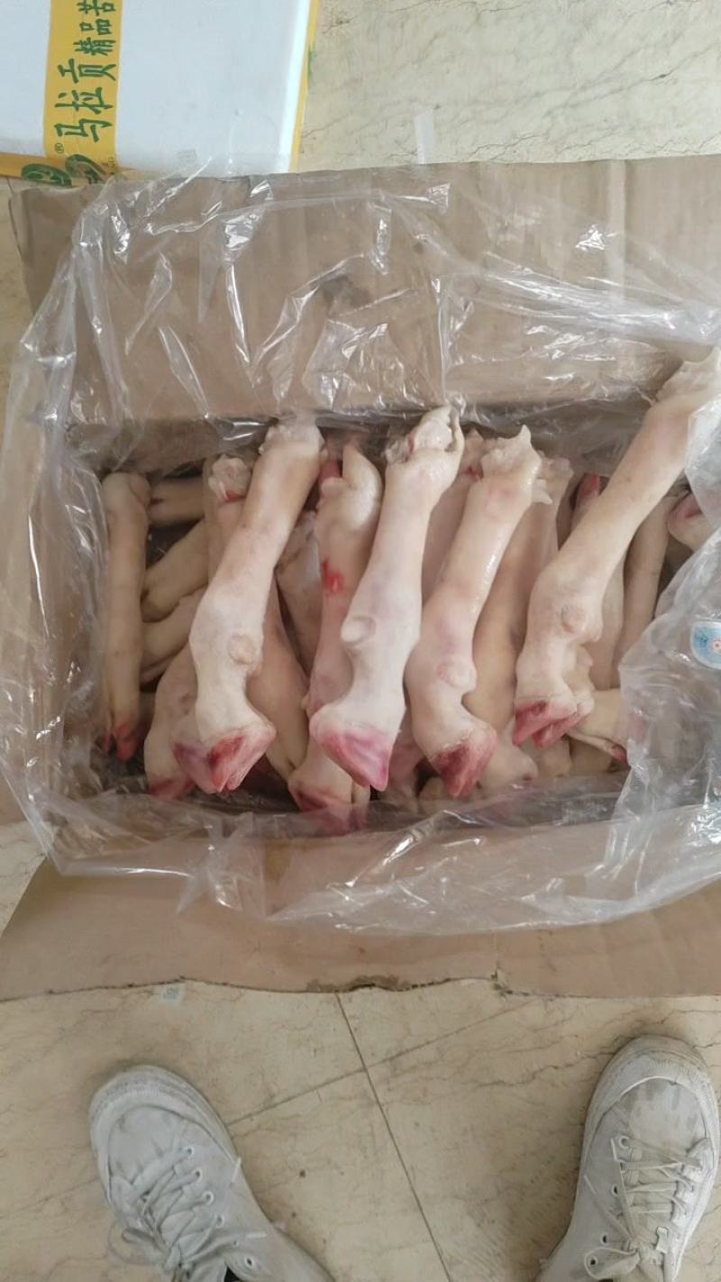 内蒙古羊蹄【羊蹄】高原养殖品质保证，货源充足！