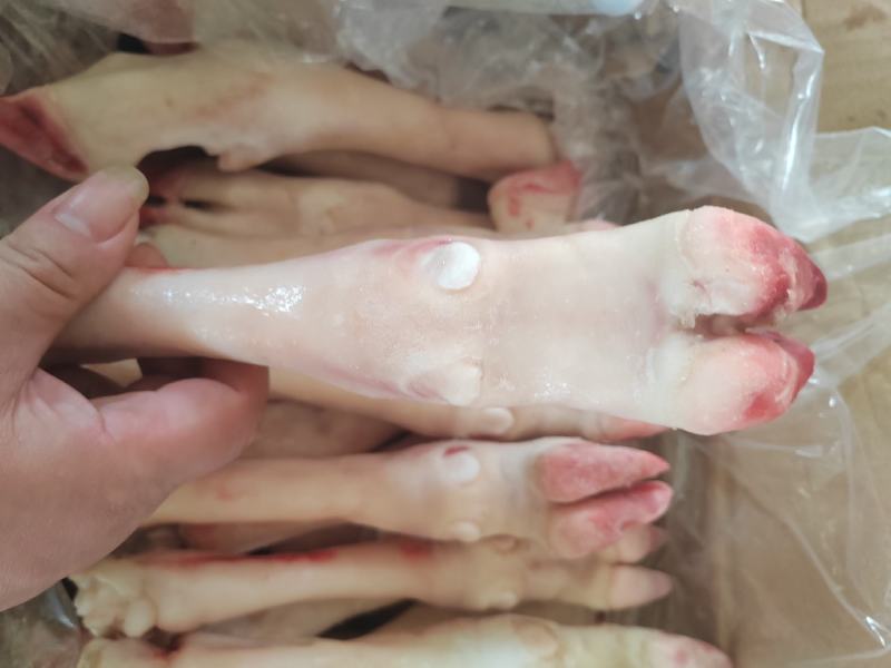 内蒙古羊蹄【羊蹄】高原养殖品质保证，货源充足！