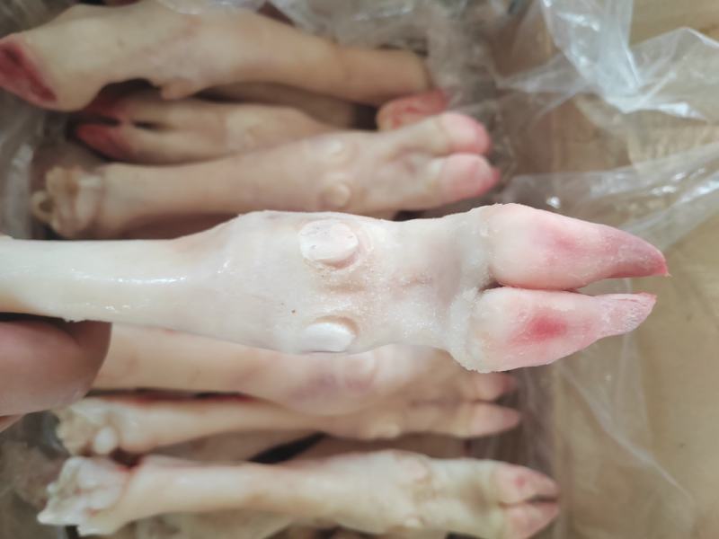 内蒙古羊蹄【羊蹄】高原养殖品质保证，货源充足！