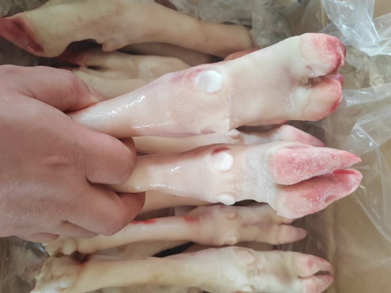 内蒙古羊蹄【羊蹄】高原养殖品质保证，货源充足！