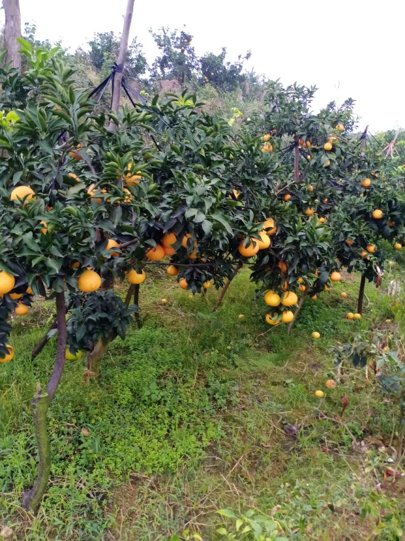 爱媛38果冻橙产地直发