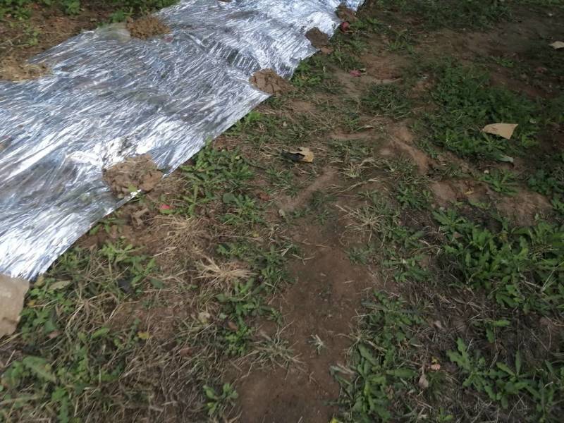 富士苹果正式上市了，欢迎各地老板来定购，