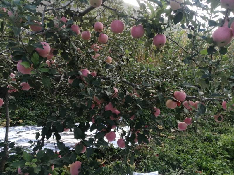 富士苹果正式上市了，欢迎各地老板来定购，